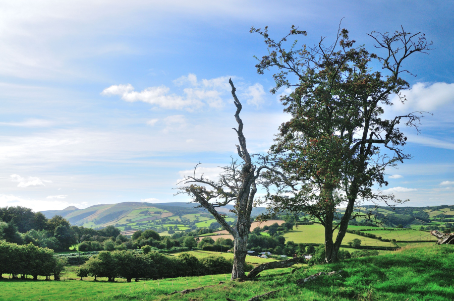 Photo 3: Looking west from the earthworks of Offa’s Dyke to Bache Hill, with Whimble beyond.JPG