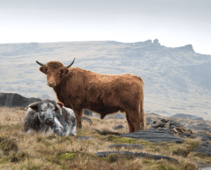 Stott Hall Farm 09 Cattle on Blackstone Edge.jpg