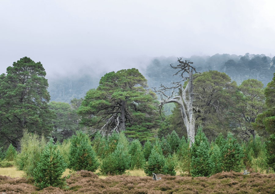 An example of rewilding in Glen Feshie.