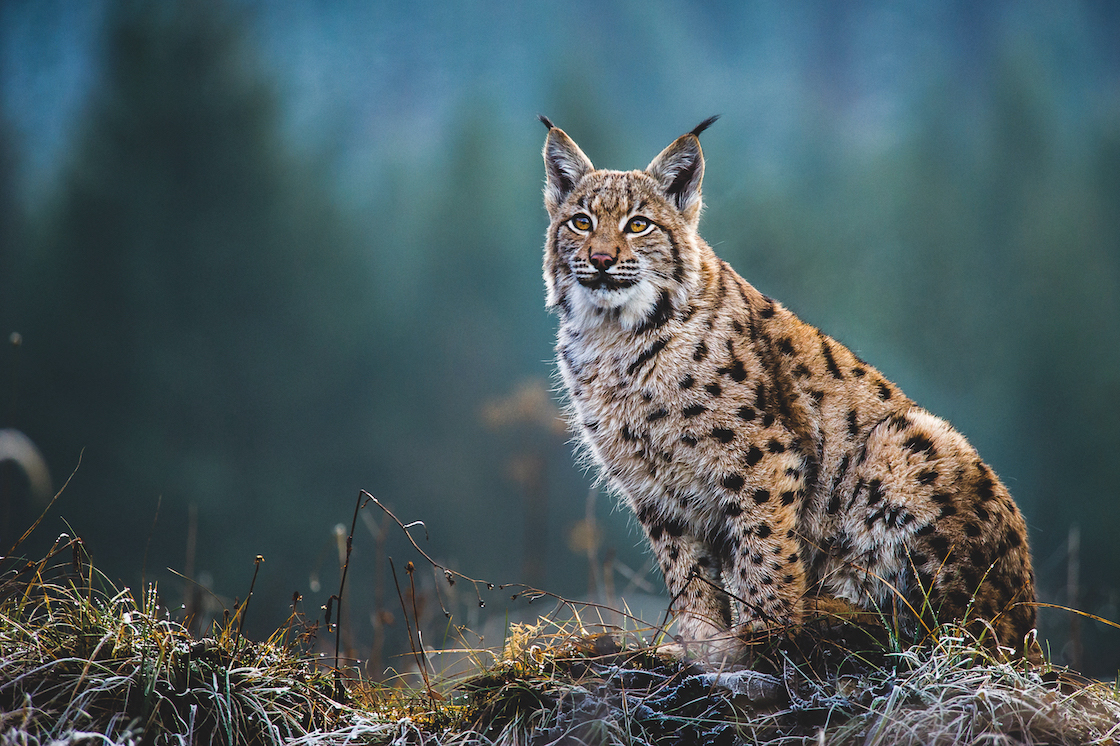 NextImg:Rewilding is often criticised – but it’s winning