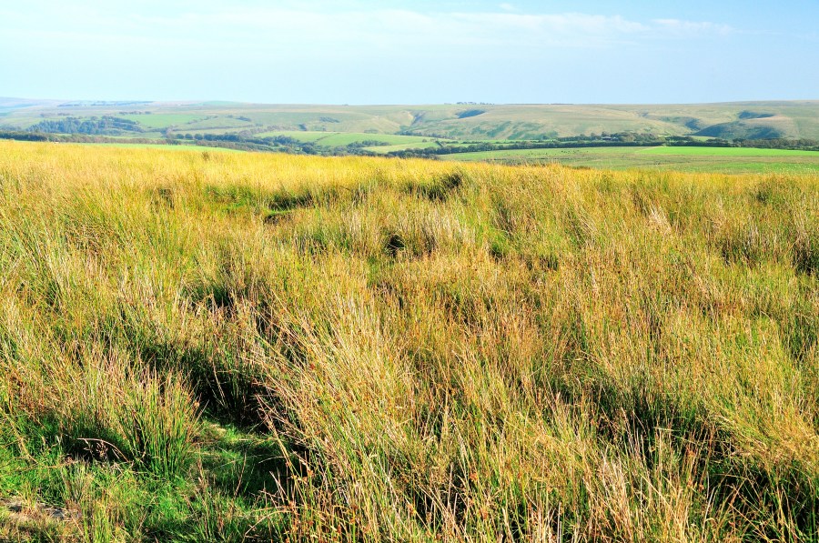 Cheriton Ridge 10. View south from the crest of the Chains looking to the moors beyond the River Barle