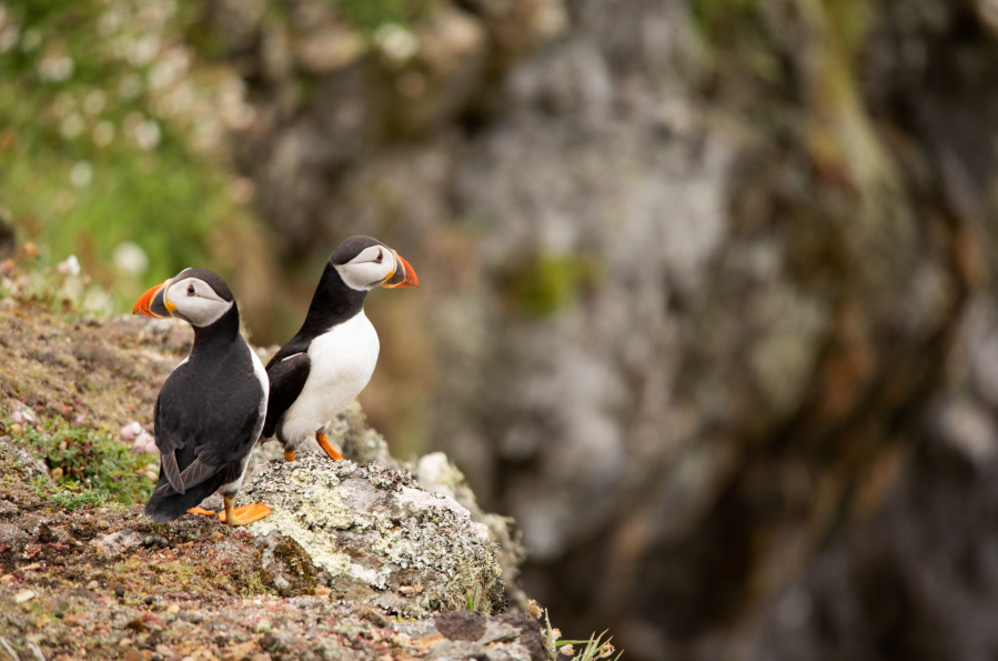 Puffins at Skomer - celtic routes