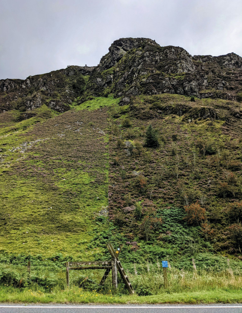 Mary-Ann Ochota argues we're an ecologically illiterate nation leading to treeless Lake District scenes like this.