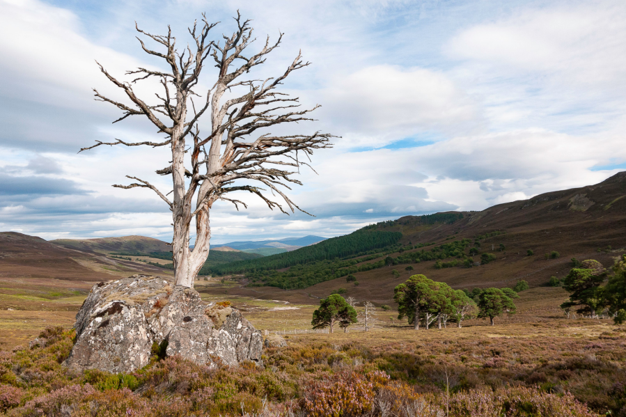 Carn liath 12_Geriatric Scots pines on the track south to Invercauld.jpg