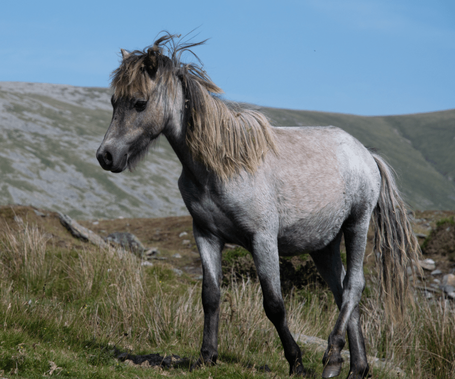 Wild Walk Cwm Caseg Backpacking - Carneddau Pony Cwm Caseg (2 of 11).jpg