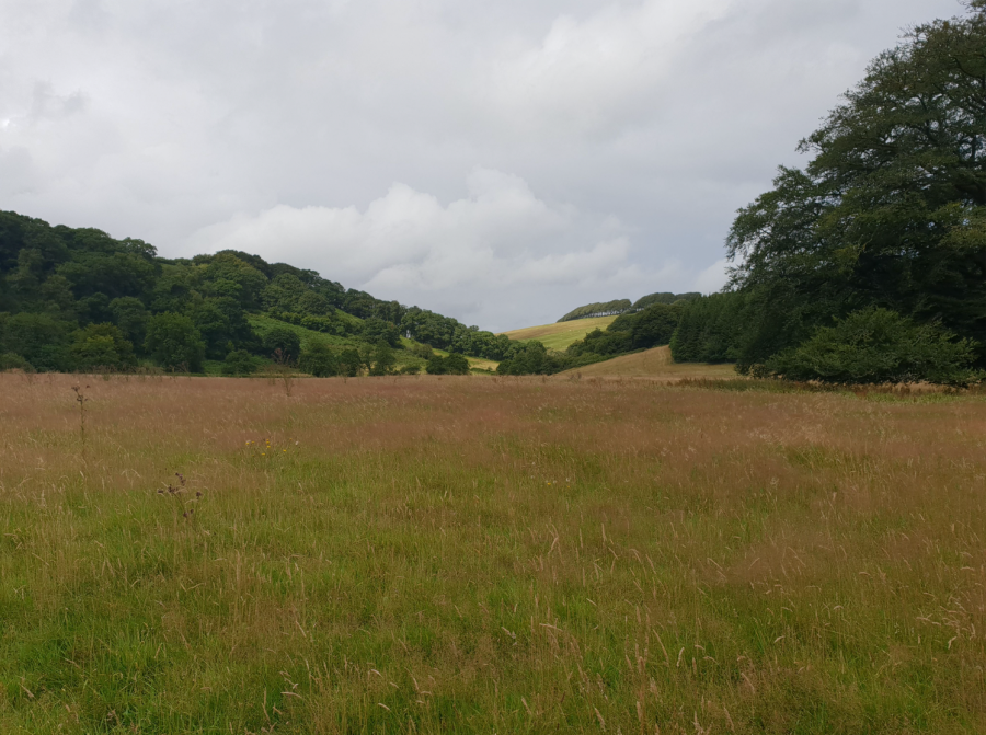 11 Pleasant woods and pasture beside the River Barle.jpg