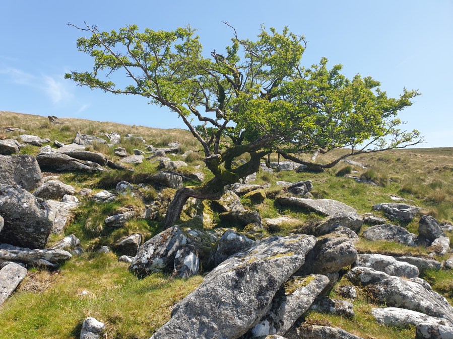 Dartmoor 7 Tree in clitter
