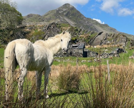 Cnicht 1 - The locals greet you as your begin your wander up the Welsh Matterhorn.