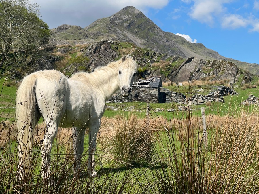 Cnicht 1 - The locals greet you as your begin your wander up the Welsh Matterhorn.