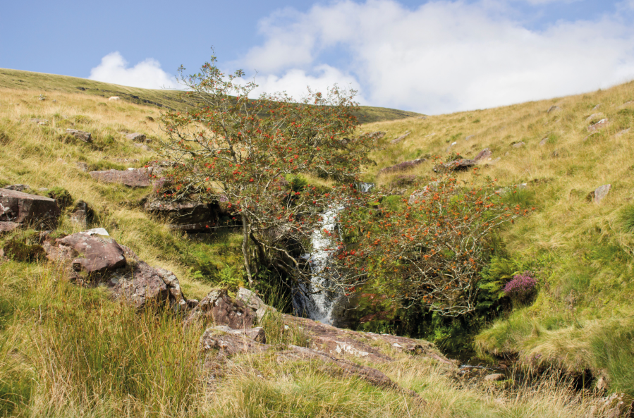 Waterfall with rowan tree and view to Fan Hir (2).JPG