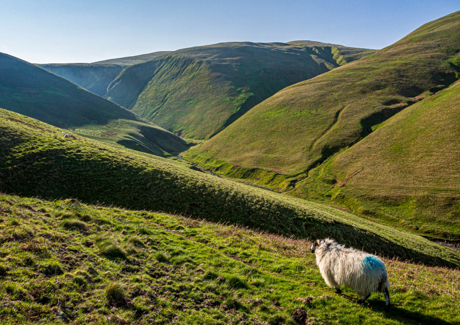 11 - Fell Head and Carlin Gill - BlackForce-5131198.jpg