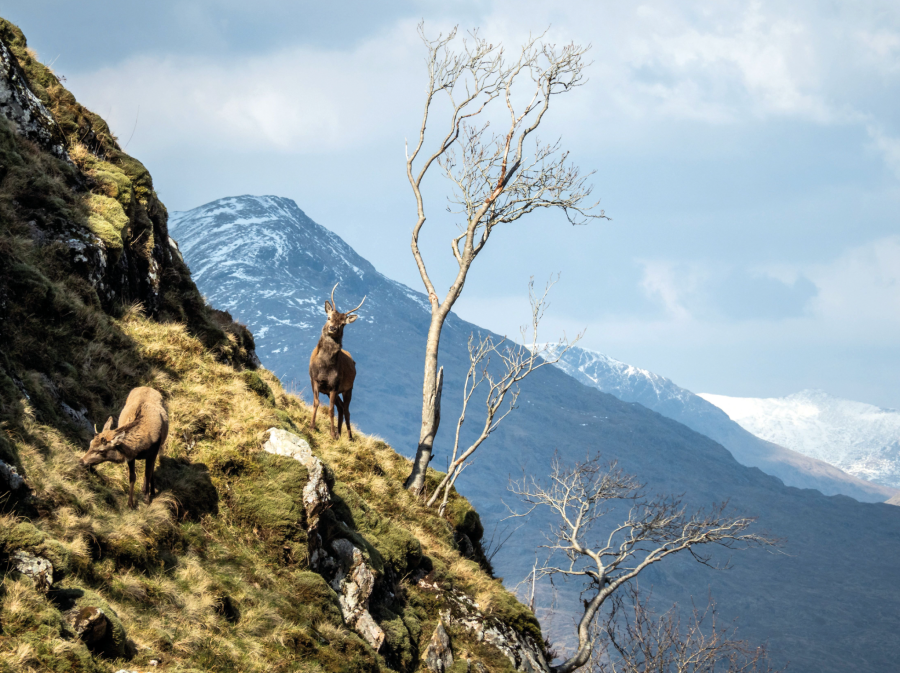 Red deer in Glen Pean