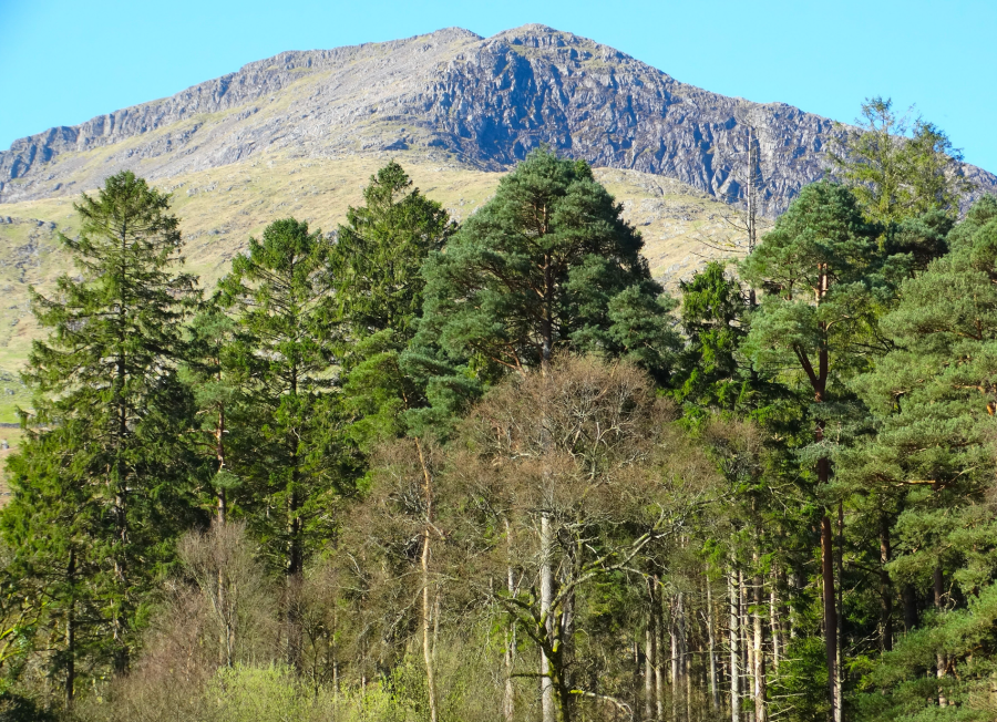 Moel Hebog from Beddgelert Forest