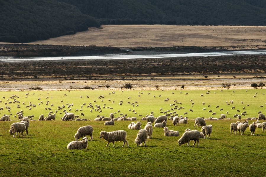 Why Are Wool Socks Good For Hiking?