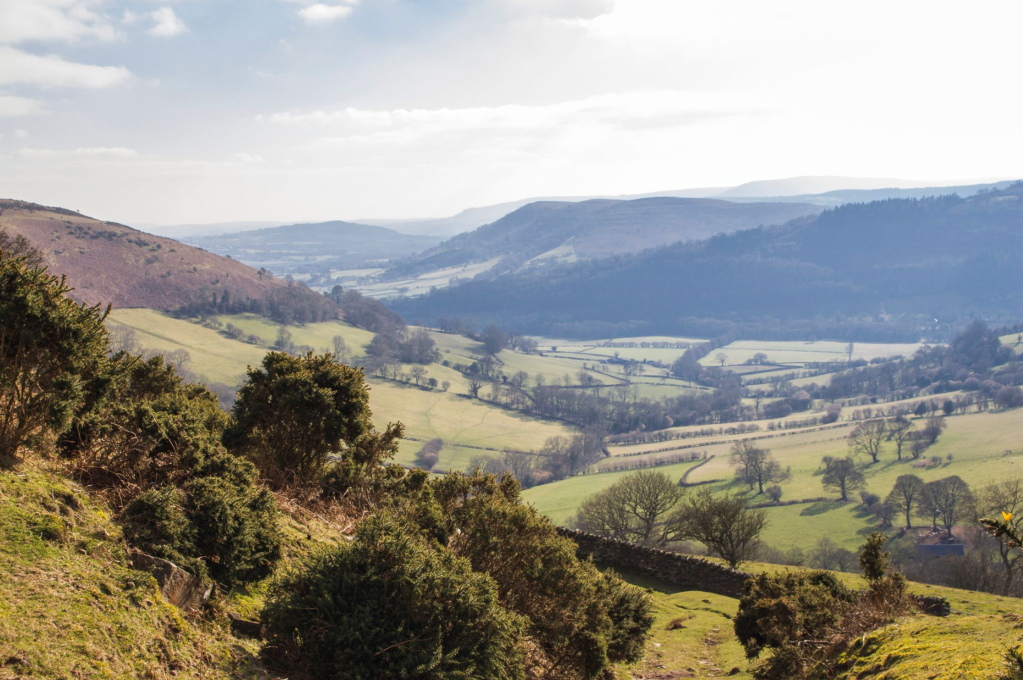 14. Sunken path through gorse.JPG