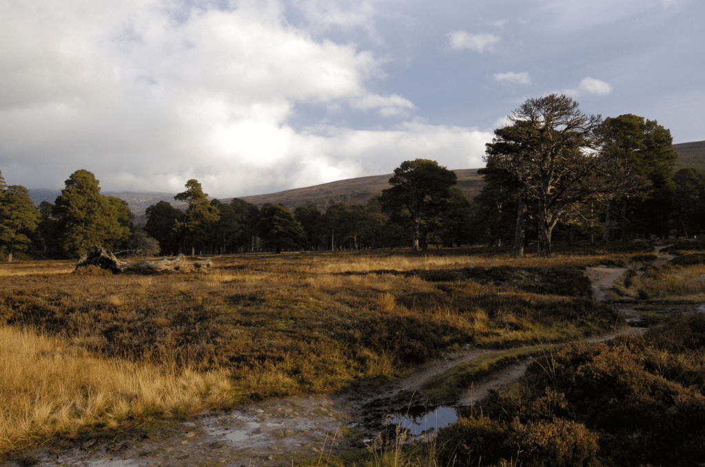 4 After crossing the Derry Burn