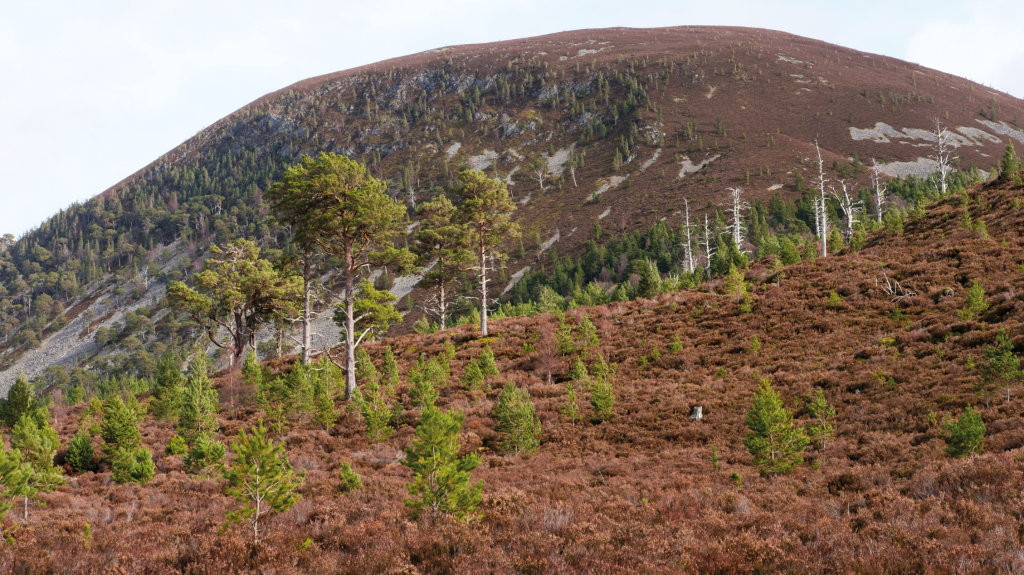 Meall a' Bhuachaille 1 Approaching Ryvoan Pass