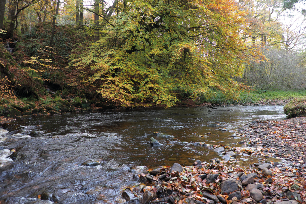 Blanchland - Riverside route in autumn_DSCF1404