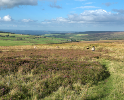 On the open moorland_DSCF5124