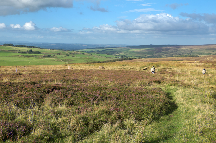 On the open moorland_DSCF5124