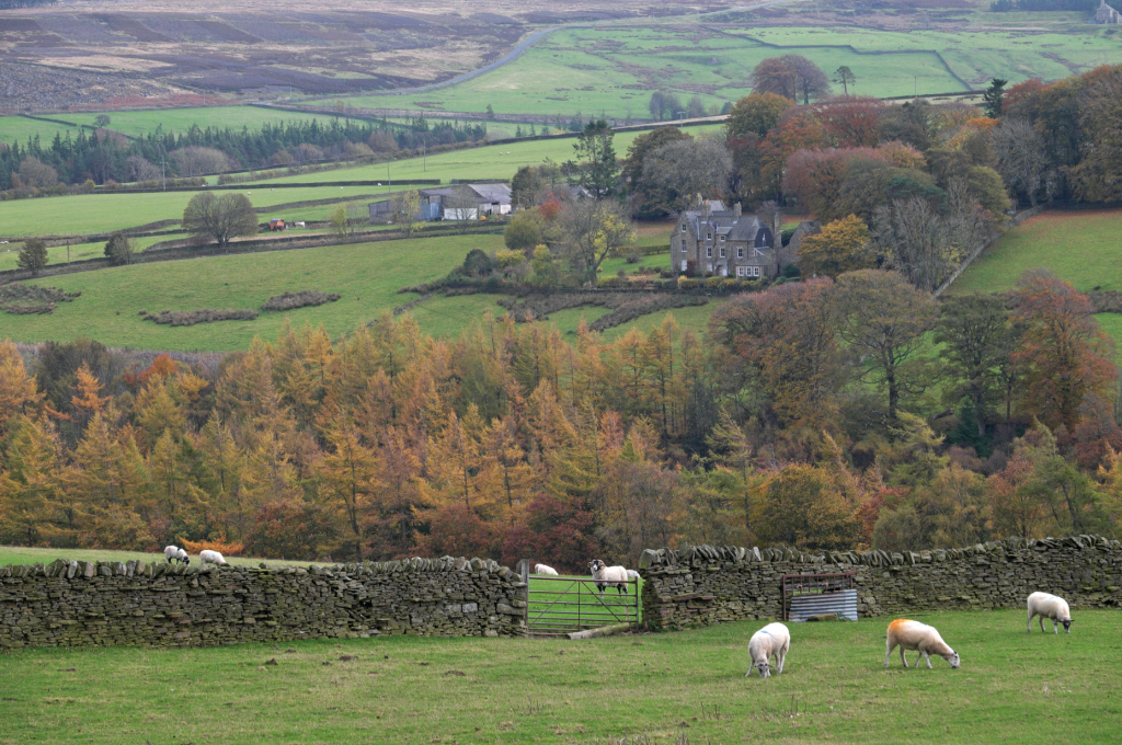 blanchland - In the valley carved by Beldon Burn_DSCF1385