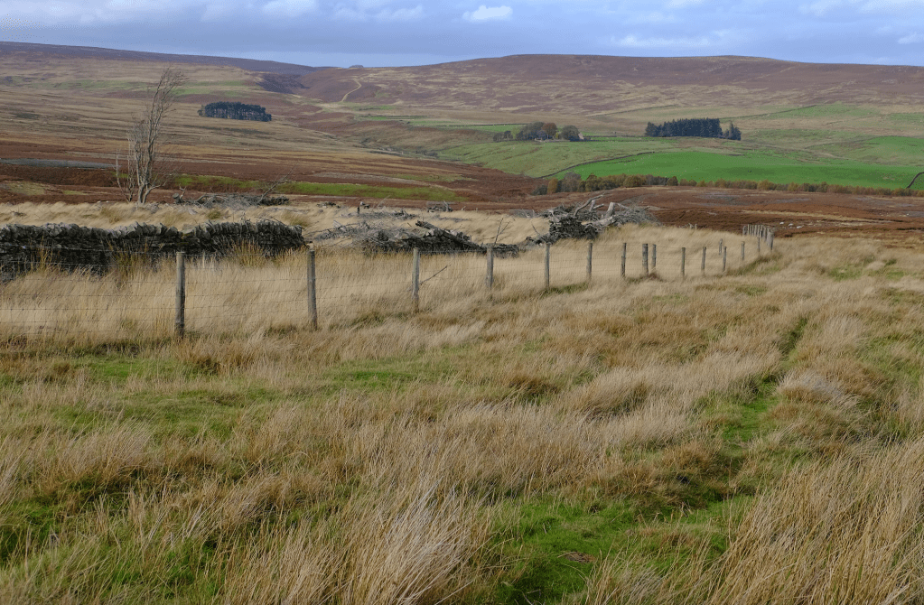 blanchland wp5_the edge of the felled plantation.jpg