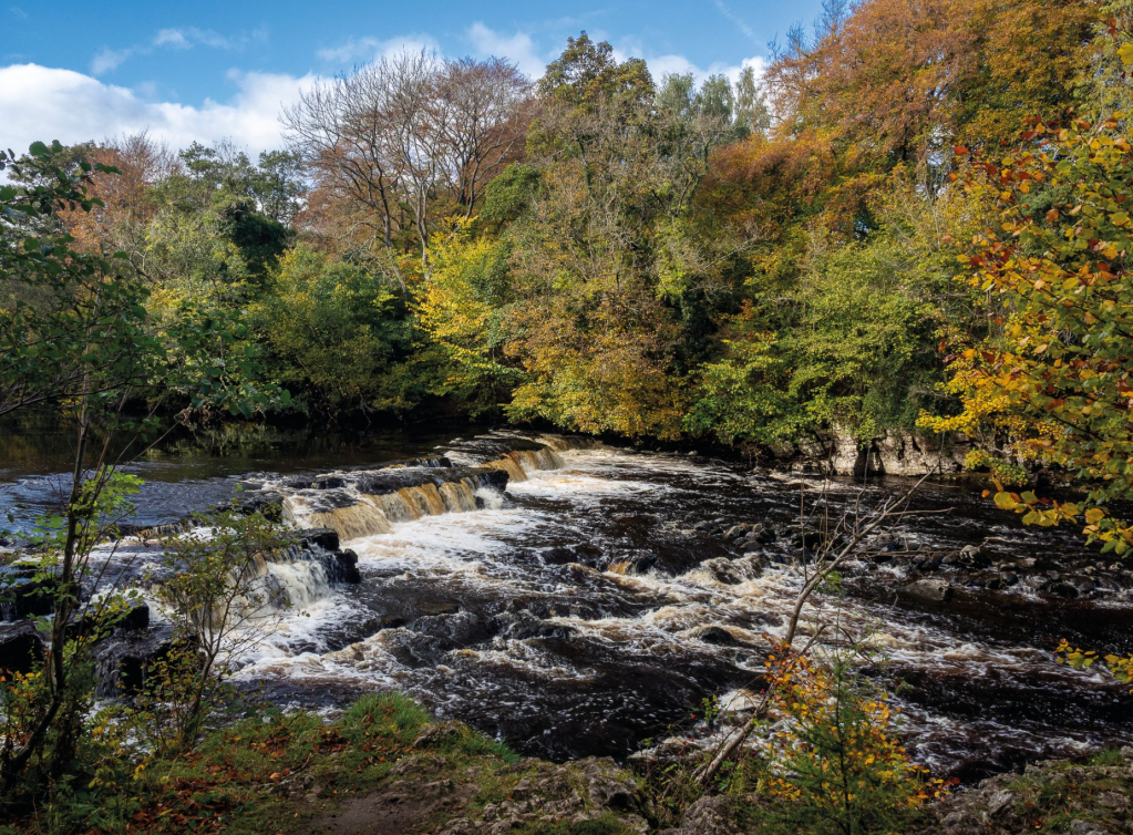 7 - Autumn walks in colour at Redmire Force on River Ure - _A180686