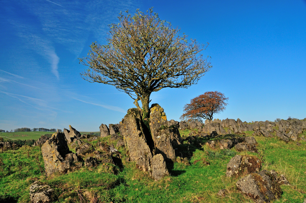 Trees sprout from the cracks and crevices in the bizarre landscape on Roystone Rocks. Credit: Roger Butler