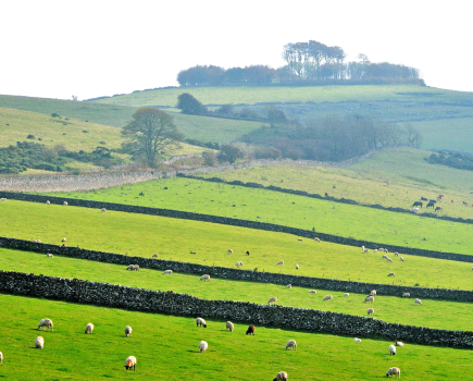 Photo 16: Minninglow Hill seen from the High Peak Trail – the circular clump of trees encloses Neolithic burial chambers .JPG