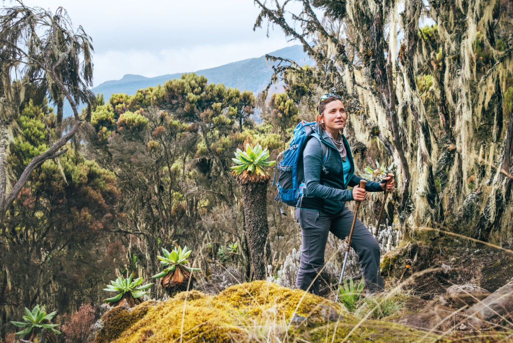 machame route - kili bucket list treks - on the Umbwe route in the forest to Kilimanjaro mountain