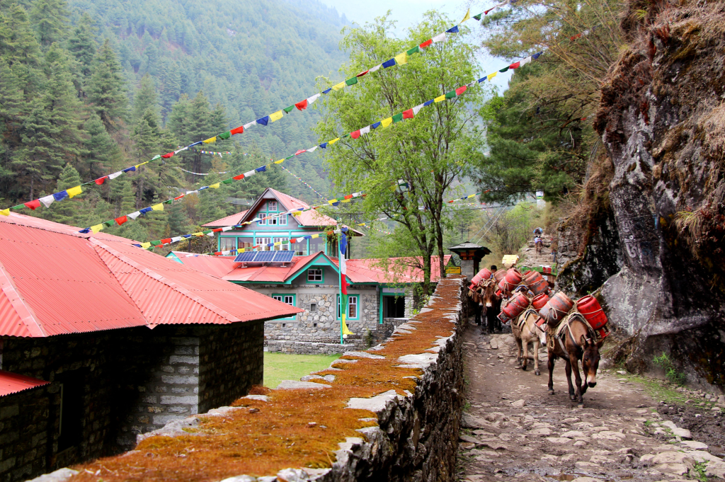 Pack mules with gas bottles walks past guest houses on the Lukla - Everest Base Camp Trekking Route. in Nepal. Animals, recreation, transportation, cityscape, travel and tourism concept.