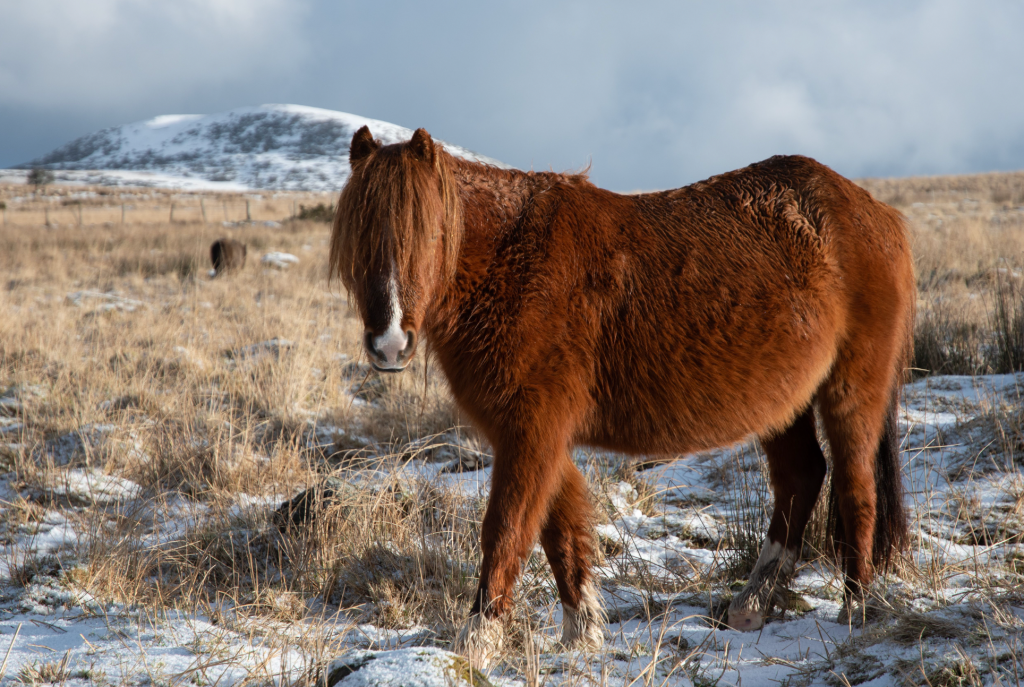 Carneddau pony on the Ffridd 2