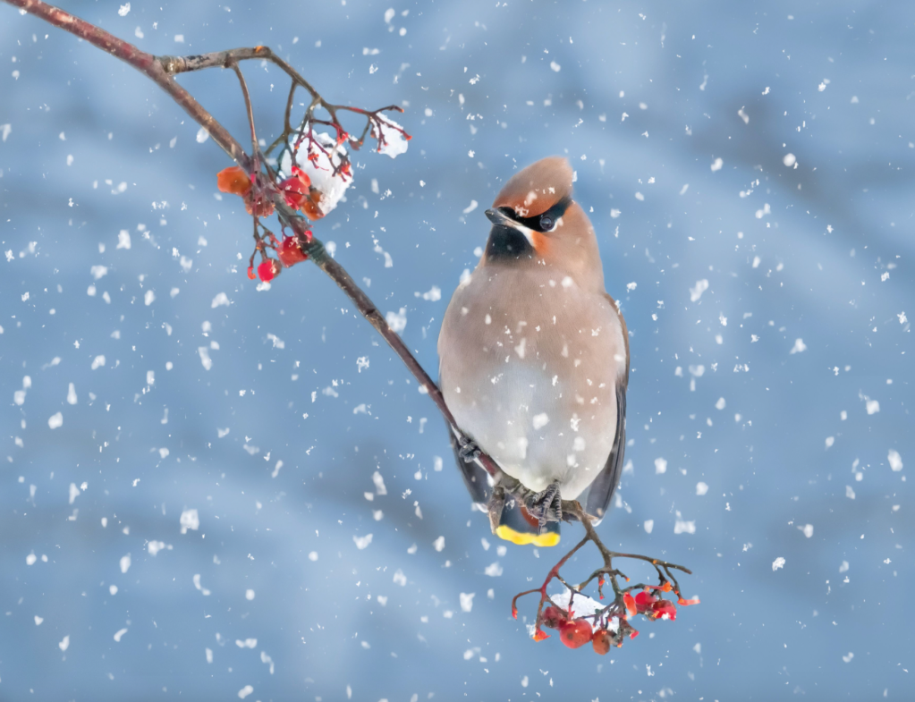 christmas gifts for hikers - Punk rocker of the avian world, the Waxwing. Credit: Shutterstock