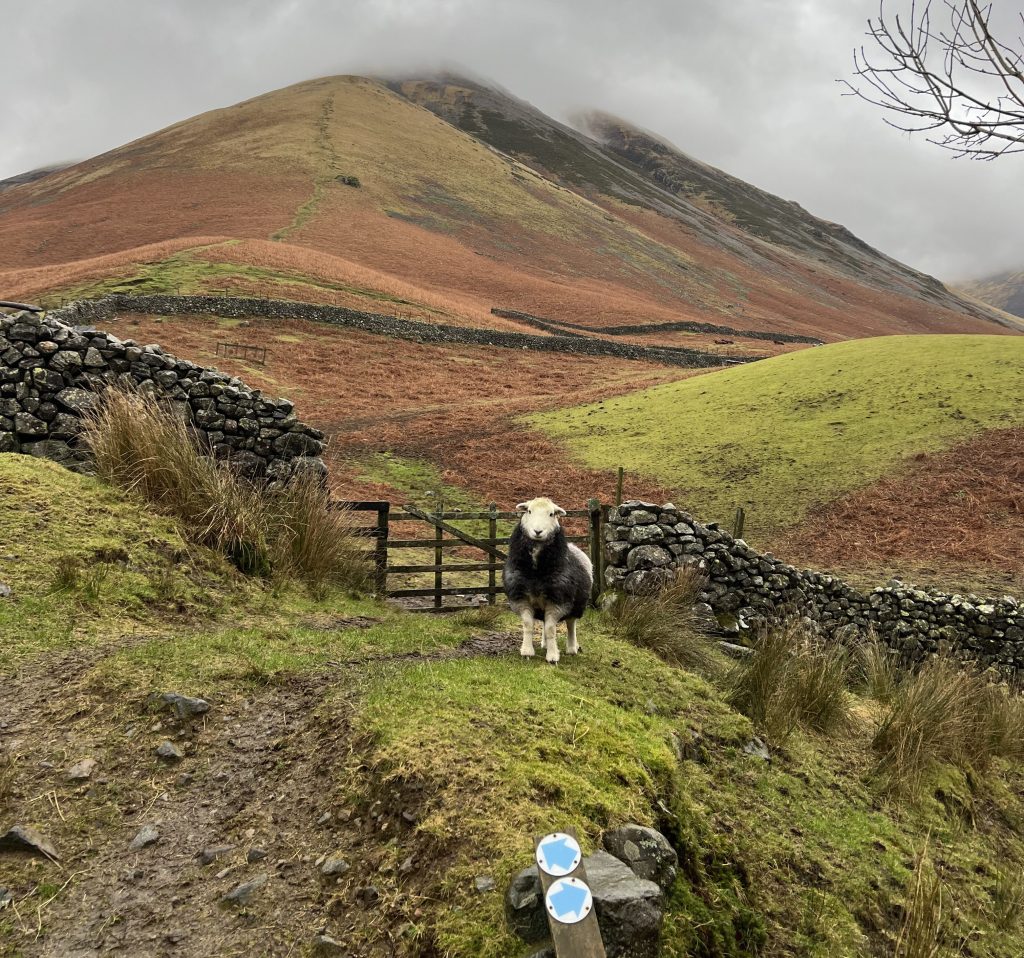 A local guides the way to the Kirk Fell ascent. Credit: Francesca Donovan