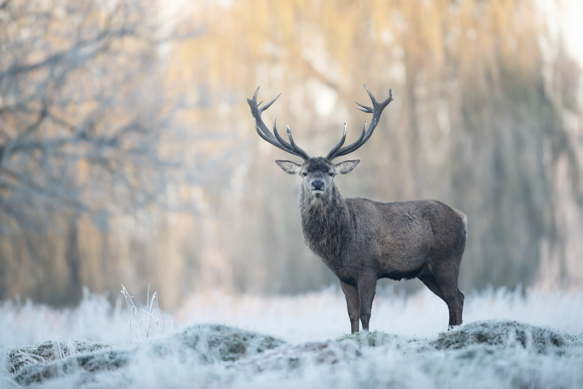NextImg:Opinion: We’re being eaten out of house and home, but Bambi is not to blame