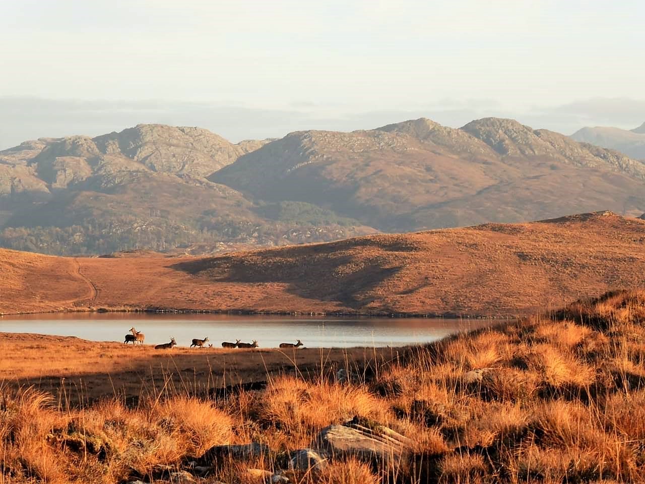NextImg:Book review - Windswept: Life, Nature and Deep Time in the Scottish Highlands by Annie Worsley