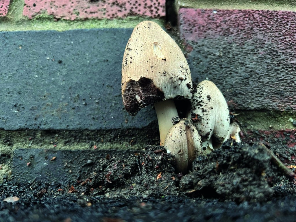 Mushrooms by The Urban Wanderer