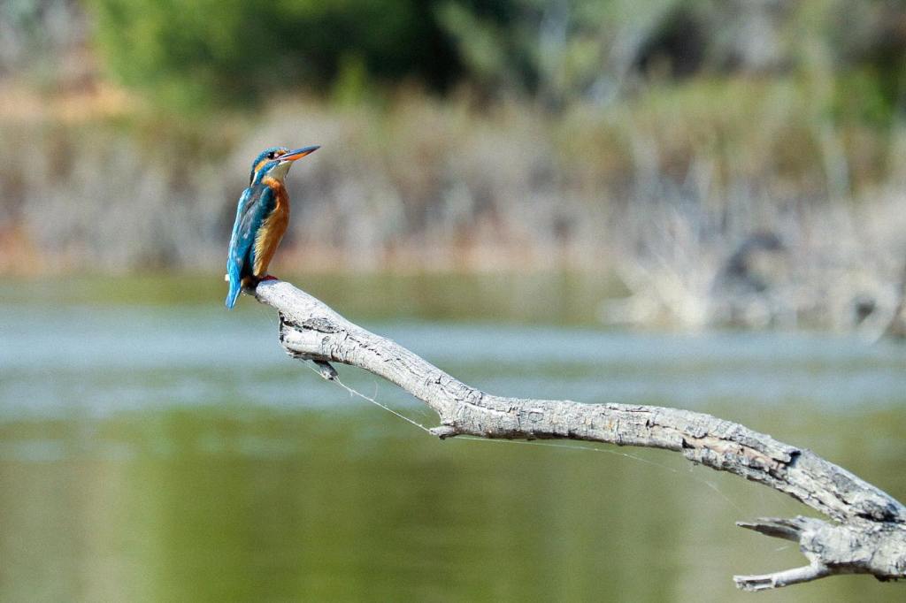 A kingfisher posing. Credit Outside With Lira