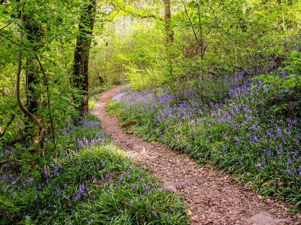Bluebells in the woodlands of Dinas_credit @carmscouncil - Discover Carmathenshire