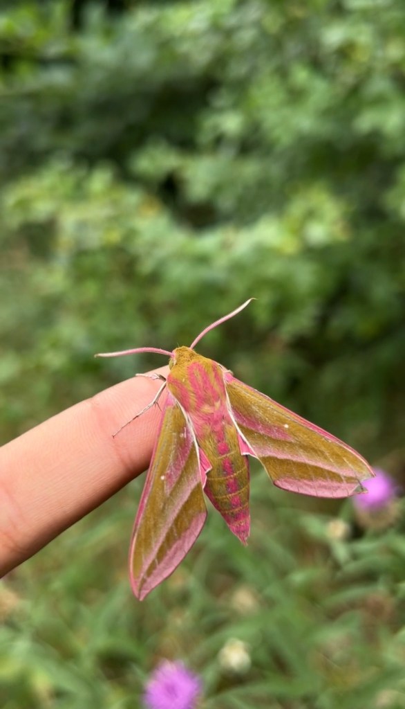 An elephant hawk moth. Credit: Outside with Lira