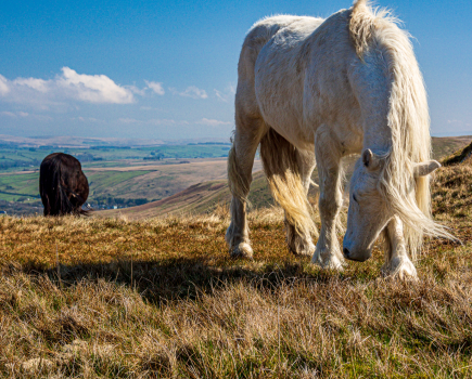 Fell ponies on the Whinash ridge