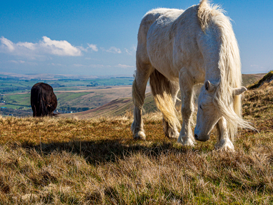 Fell ponies on the Whinash ridge