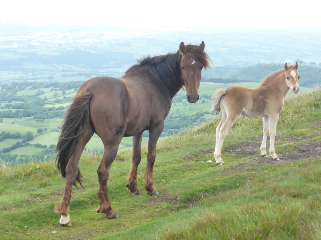 Vale of Ewyas Welsh mountain pony & foal on N escarpment