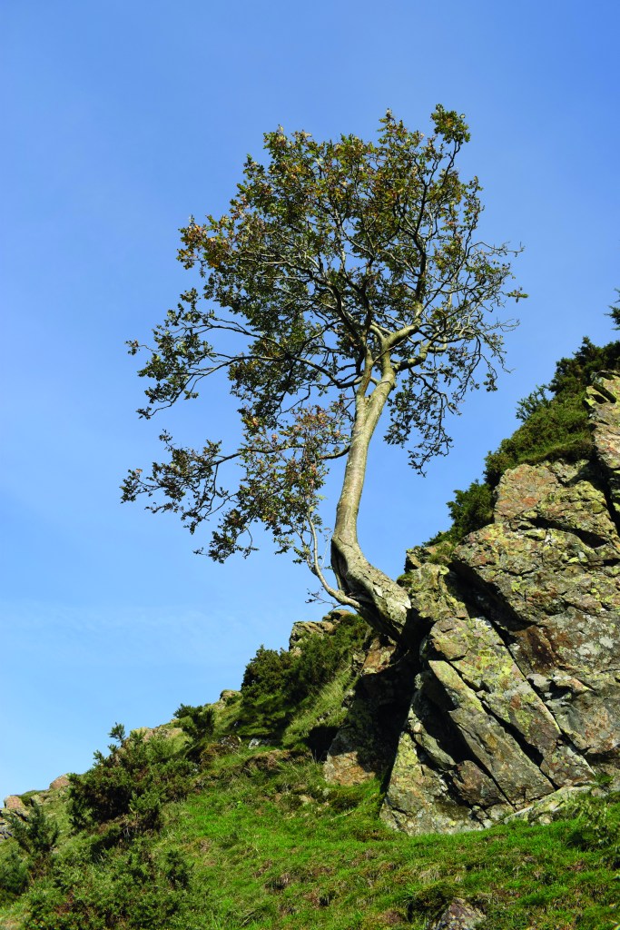 The Dodds Round - The prominent tree marking the start of the ascent. Credit: James Forrest