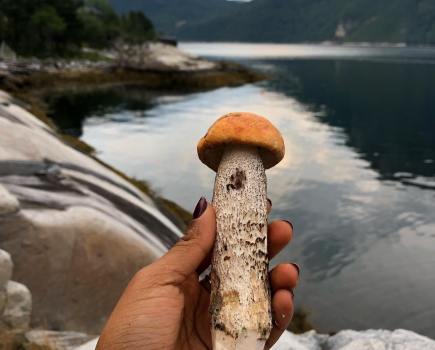 ethical foraging - A brown birch bolete foraged while camping in Norway. Credit: Maymana Arefin @ Fungi Futures