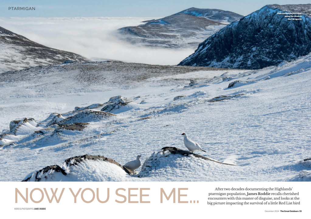 winter mountain skills - ptarmigan