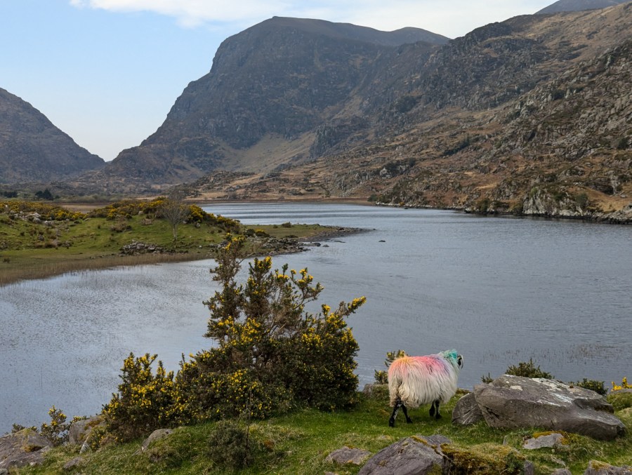 A colourful sheep enjoying views over the Gap of Dunloe. Credit: Francesca Donovan