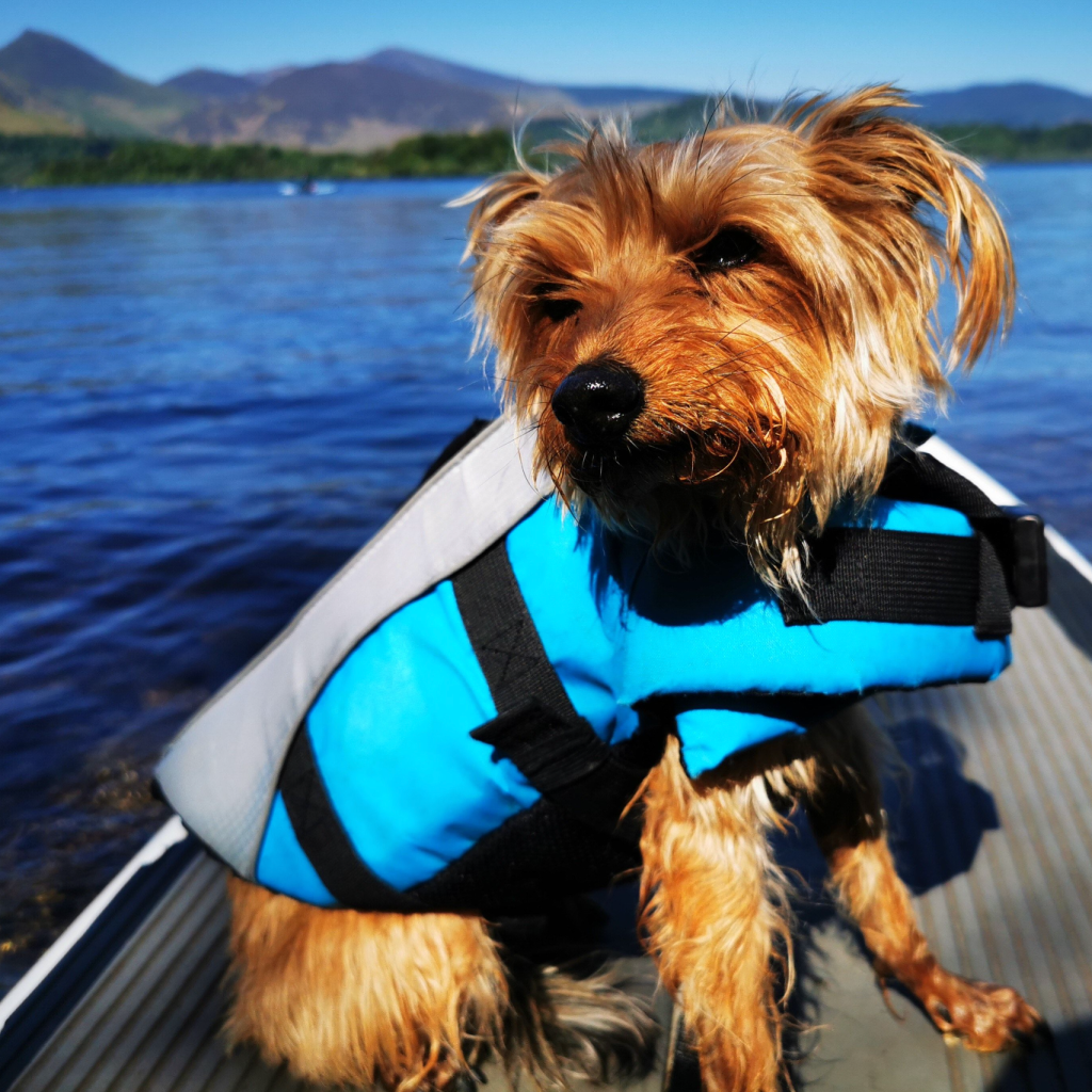 backpacking with dogs jury - MeMe
