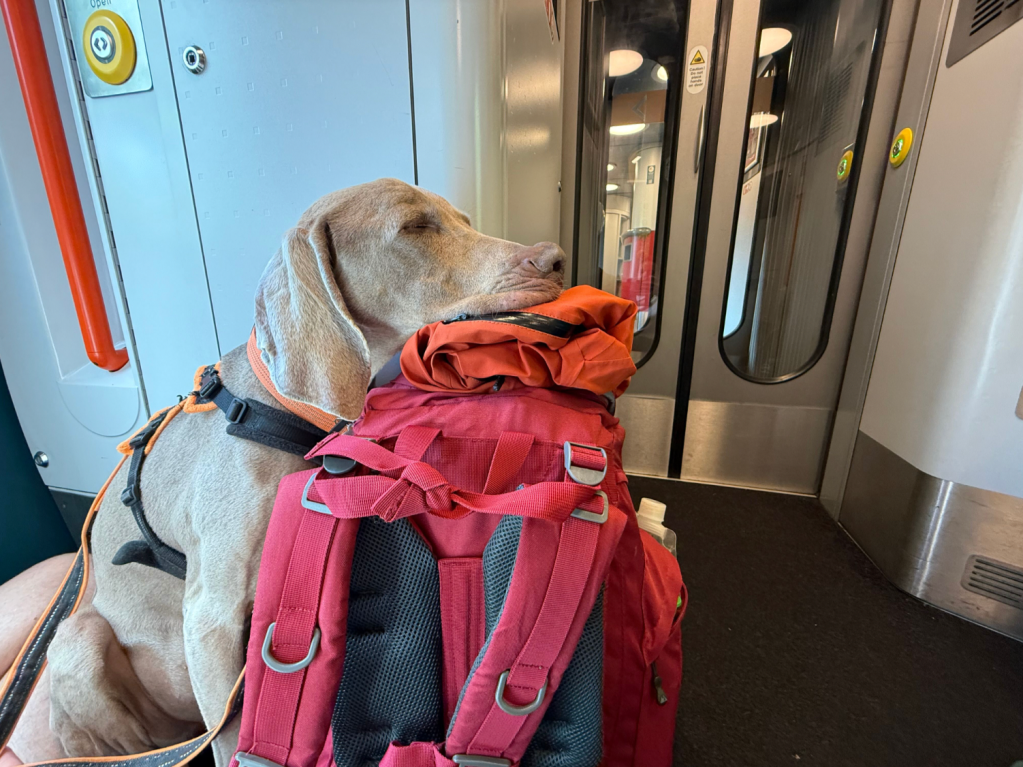 A well-earned train nap on the pack after walking the Glyndŵr's Way. Credit: Francesca Donovan