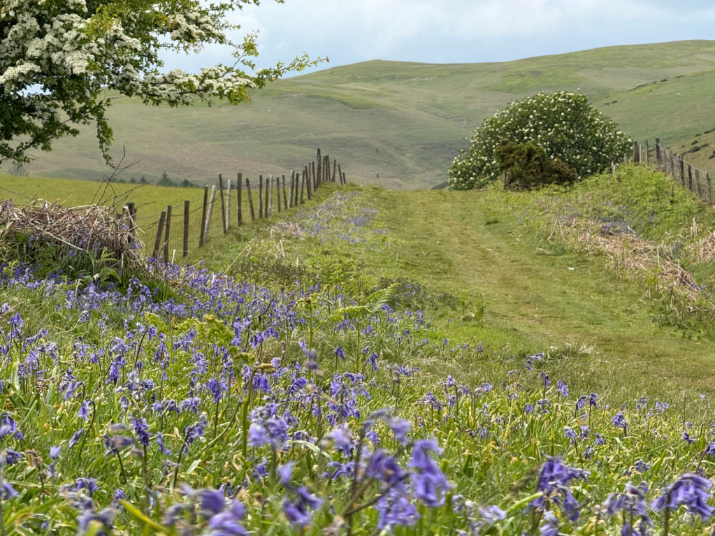 Bluebells and Hawthorn frame Beacon Hill on the Glyndŵr's Way. Credit: Francesca Donovan